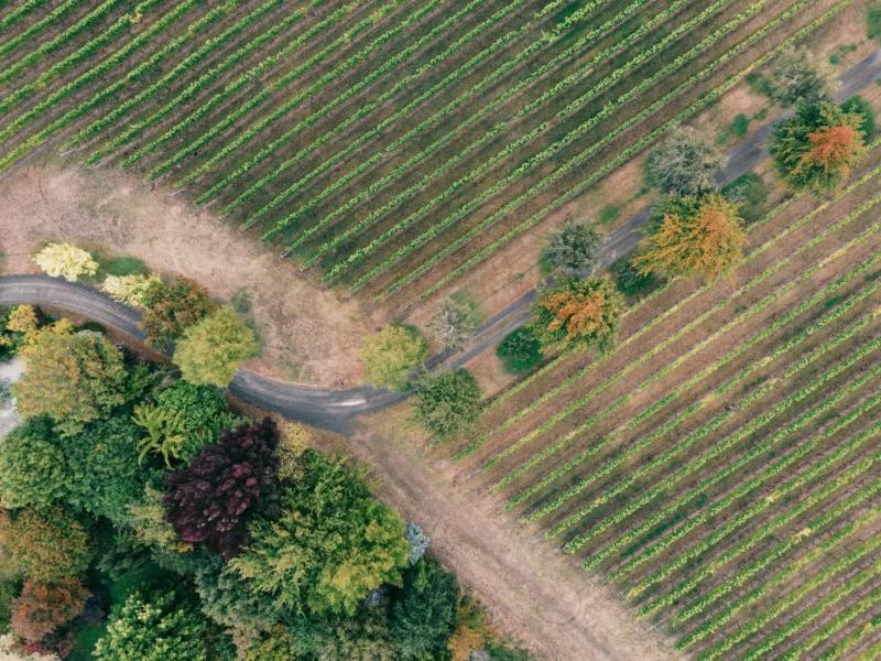 Sonoma wine country road